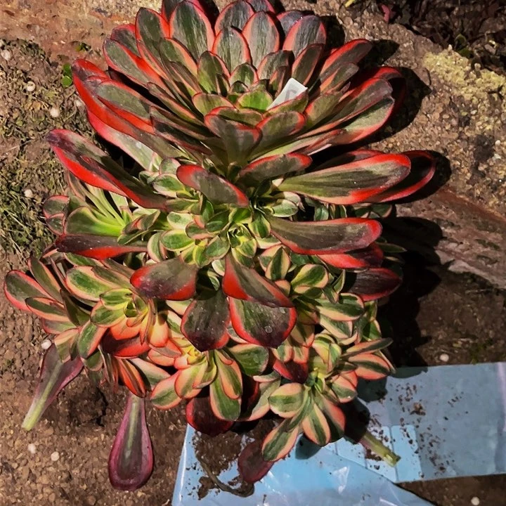 240纳福多肉植物处理不售后量拍