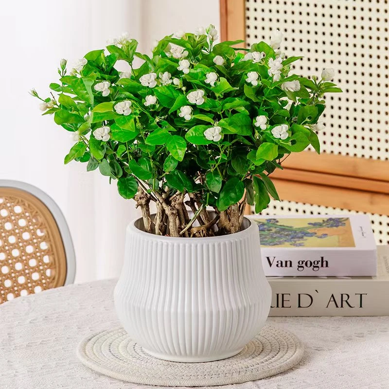 【带花苞】茉莉花之乡横州市培育基地香水茉莉花可地栽清香开花