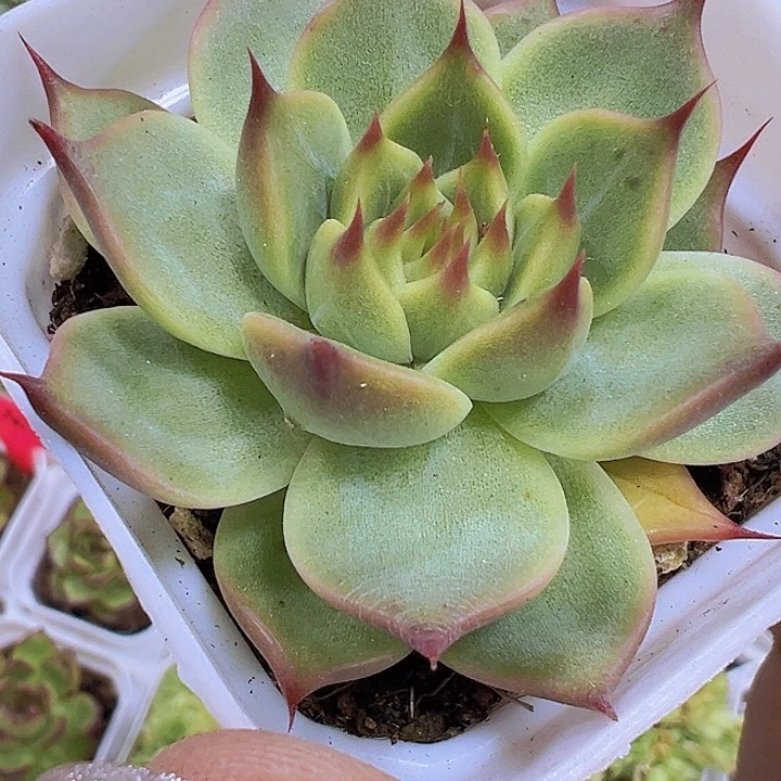 托斯卡19包邮多肉植物