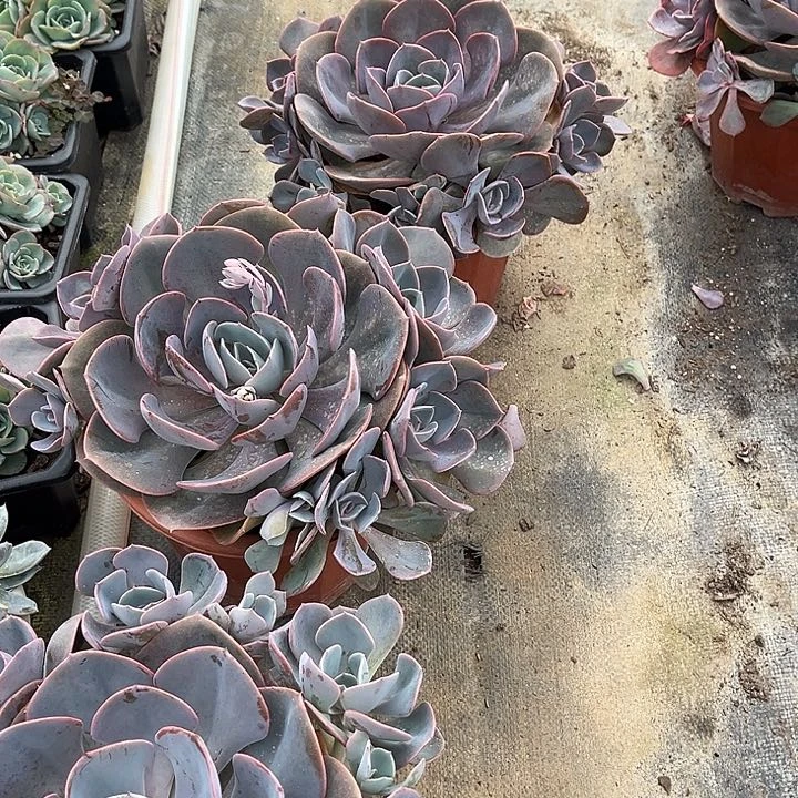 尘埃玫瑰13.88多肉植物