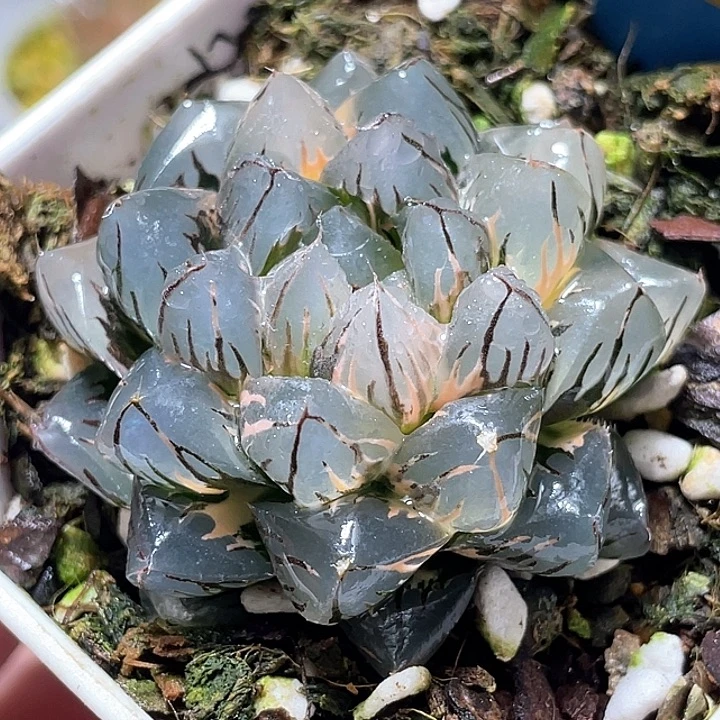 499水中虐锦特选福利