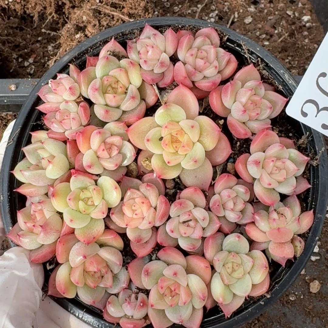 多肉植物多肉植物362