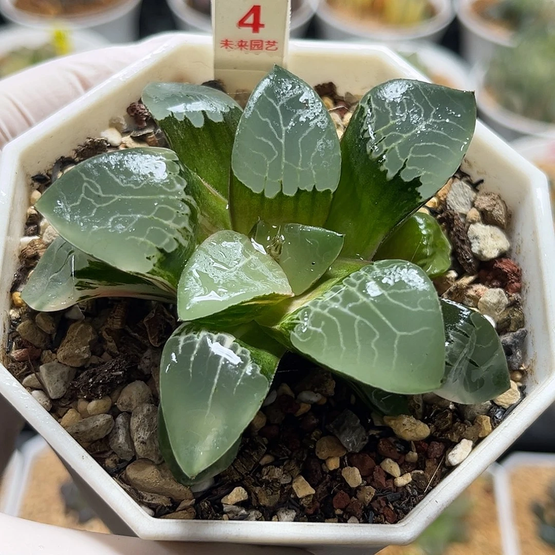 4火凤凰克锦福利福利