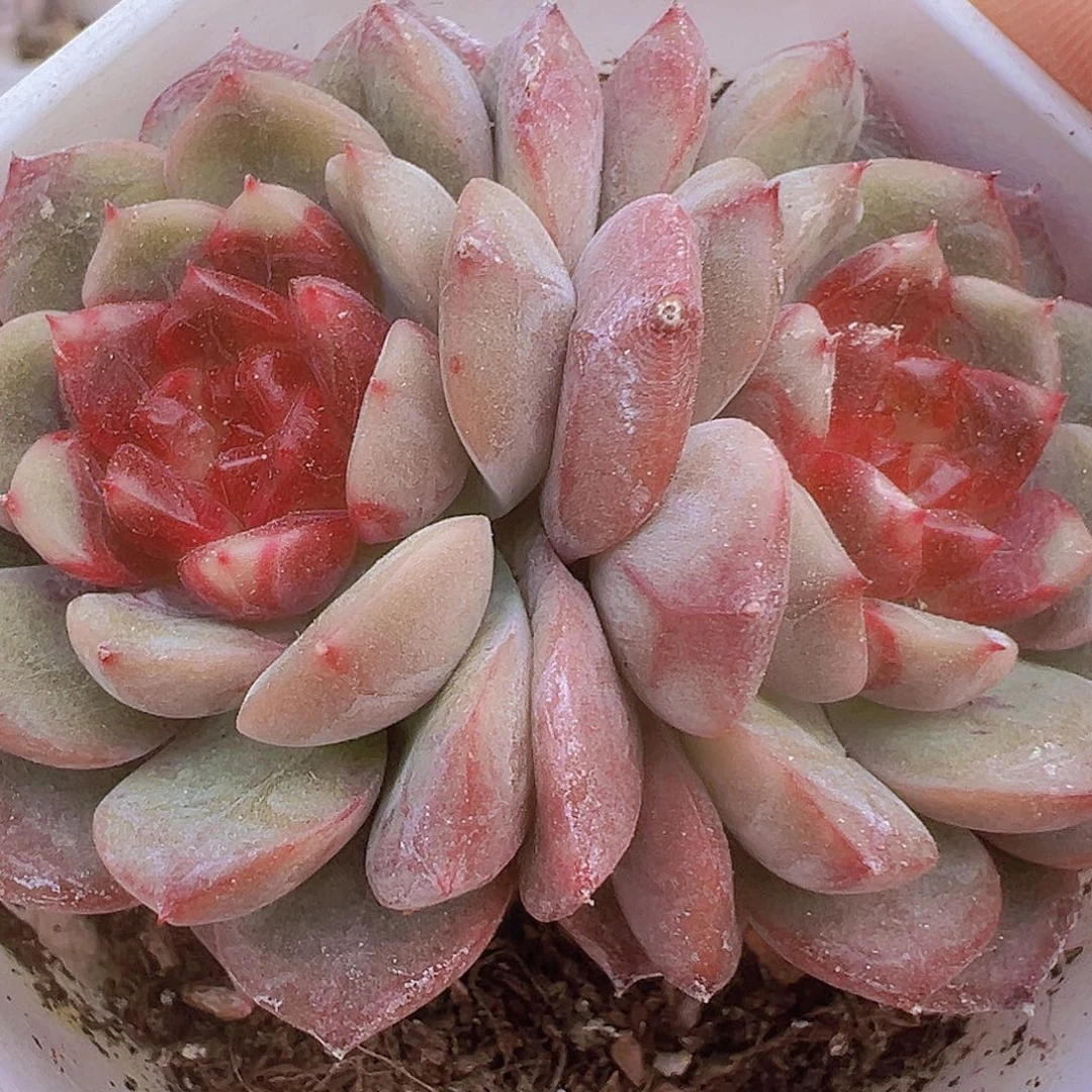 特葡珍妮双头19包邮多肉