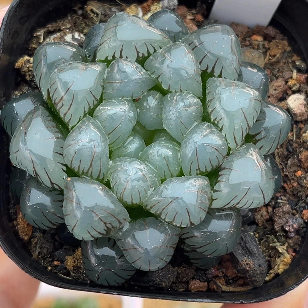 2冰灯玉露锦福利专场