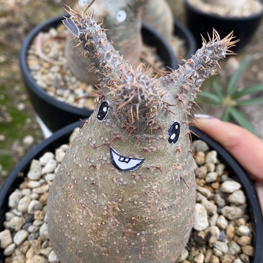 原地象牙宫，福利