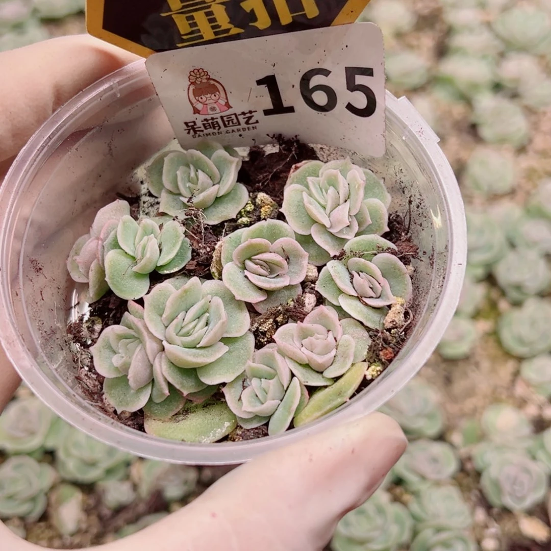 多肉植物多肉植物
