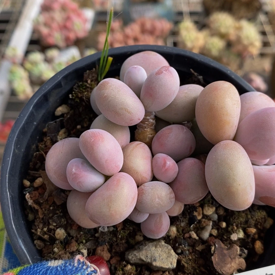 腰子桃蛋467。7cn