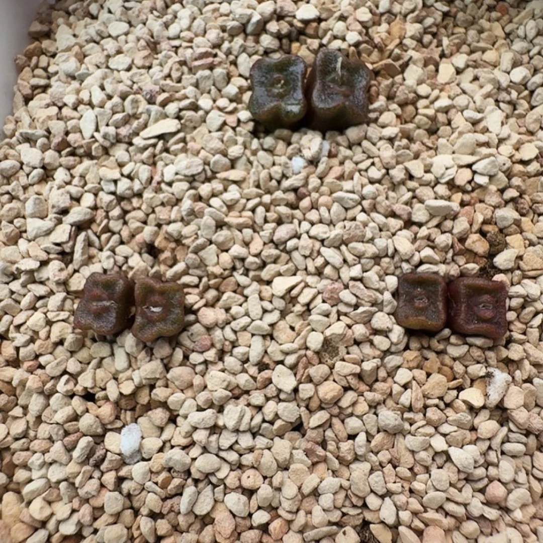 多肉植物福利肉锥方糖单出15一颗110