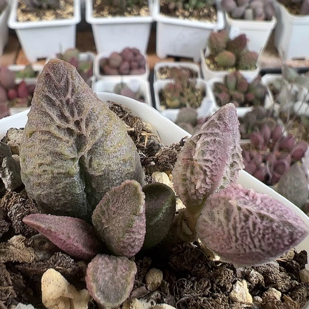 开播福利款倒刺多肉水泡植物