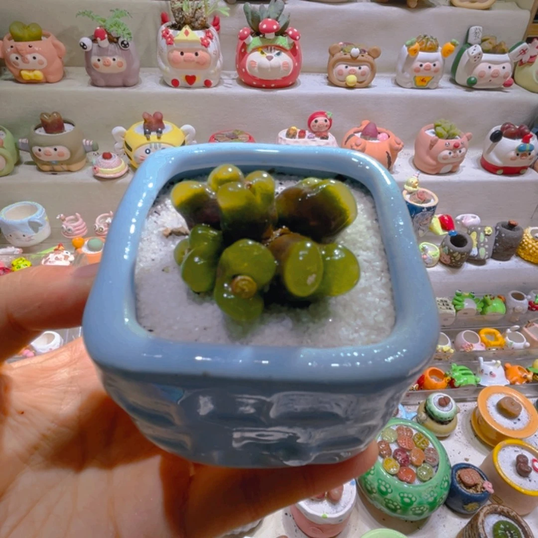 045高端多肉带盆土一套68