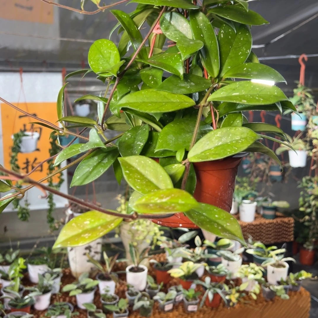 保***具无花朵绿叶红球兰