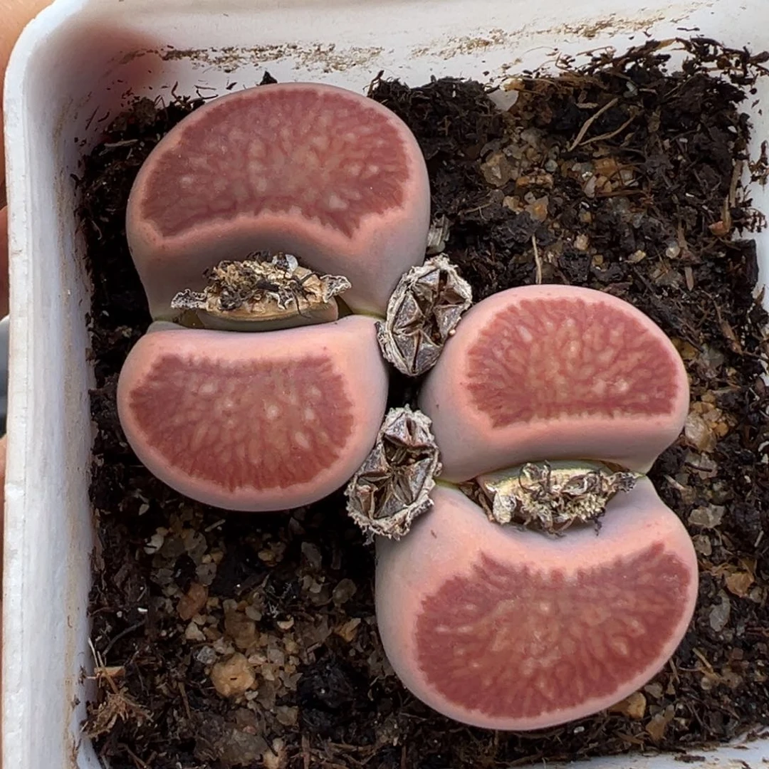 1.15好看的多肉964