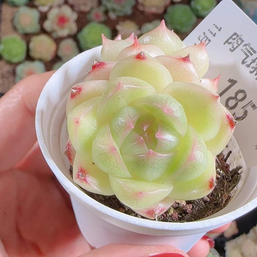 1101-185麦秆优选不包整