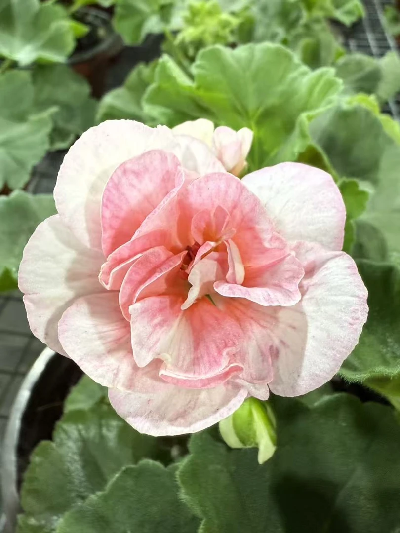 【女帝】直立天竺葵大花球勤花好养阳台养护花色丰富