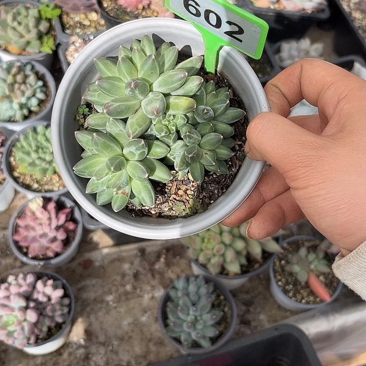 多肉植物伊卡鲁斯602