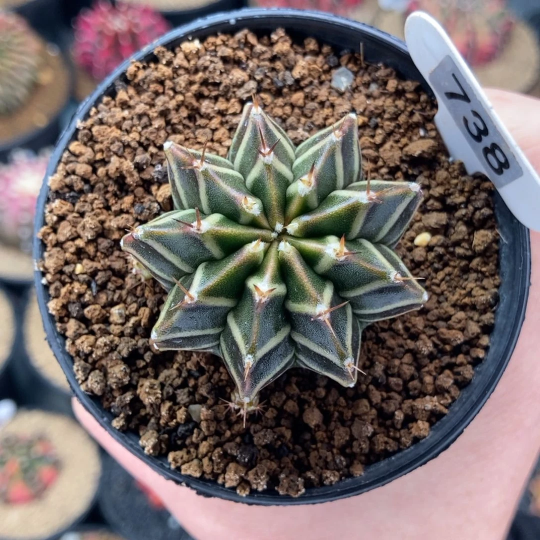 橘**叔专拍的 米哈仙人球