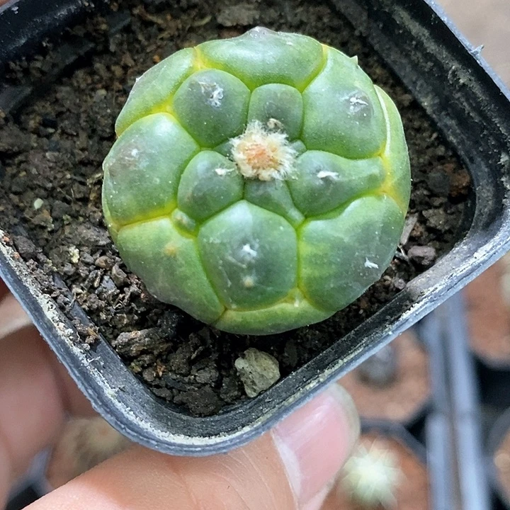 孤品实生龟甲兜散斑锦瑕疵福利