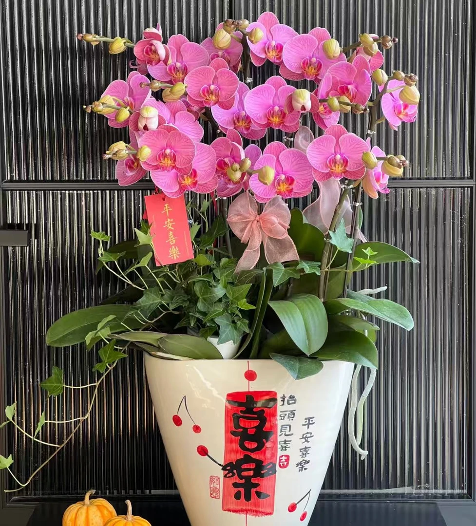 【云上花卉】石榴水晶蝴蝶兰-任意2单鲜花包邮 云南鲜花