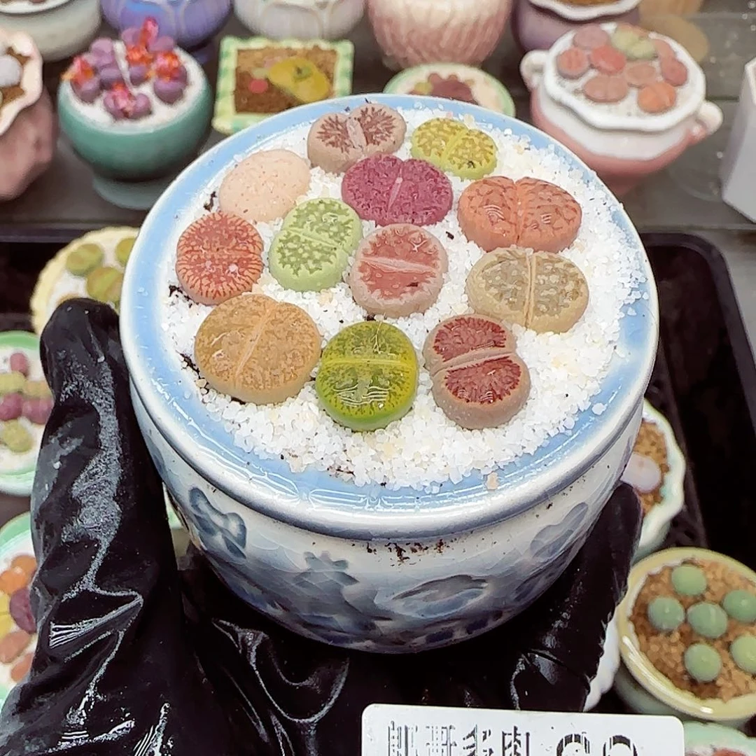 生石花满18包邮1207-69