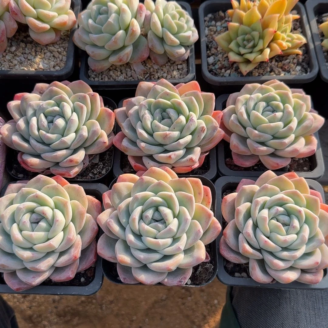 冰玉单头五十包邮