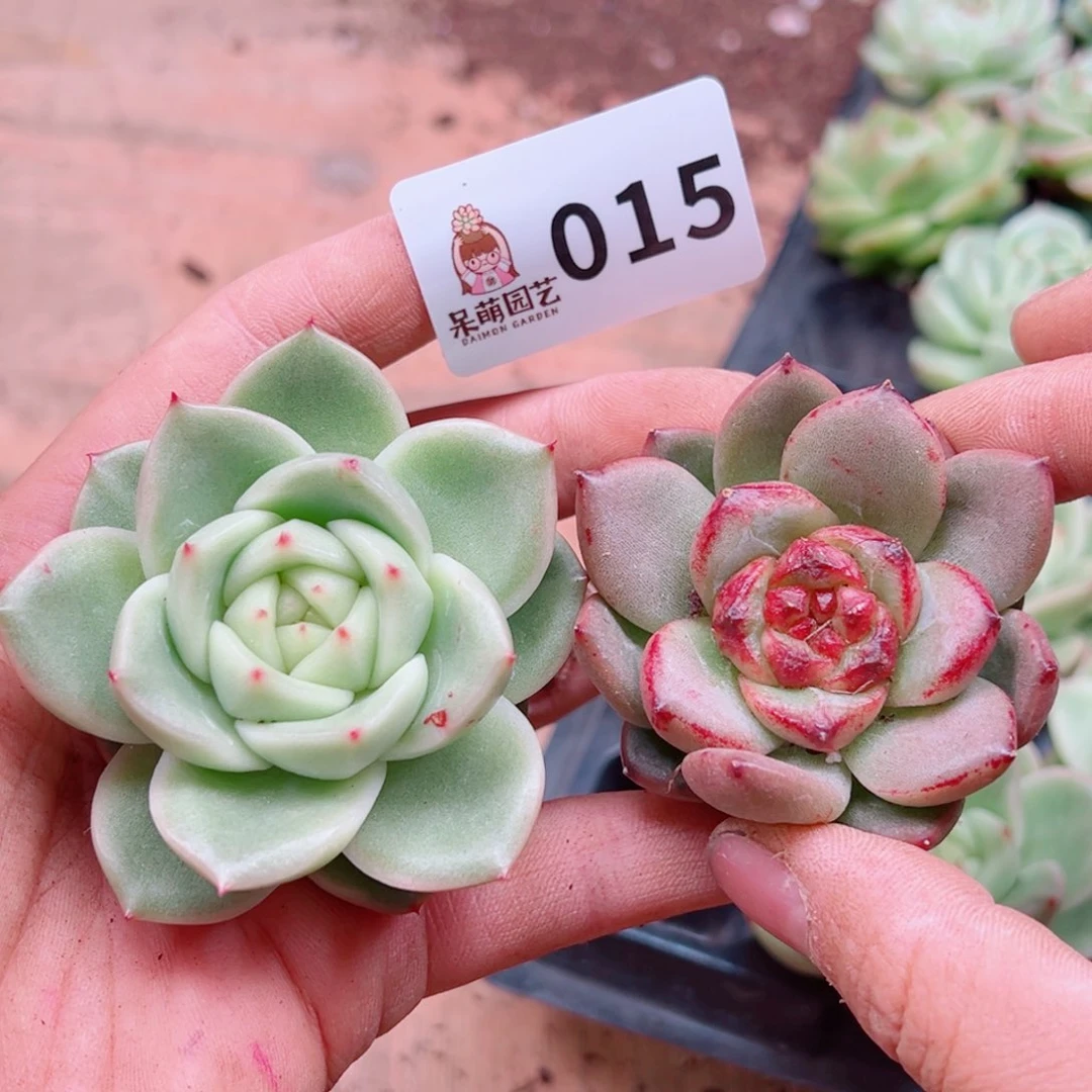 多肉植物多肉植物