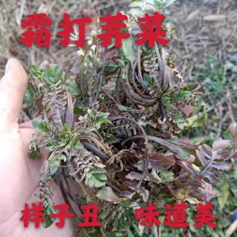 带跟野荠菜【霜打荠菜灰褐色】新鲜现挖现发农家味道健康蔬菜野菜