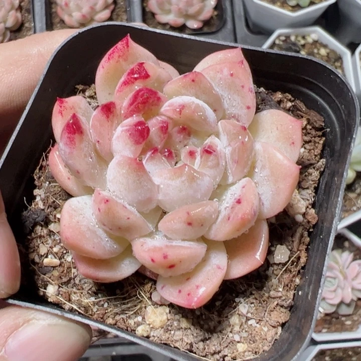 冰糖水晶精品多肉