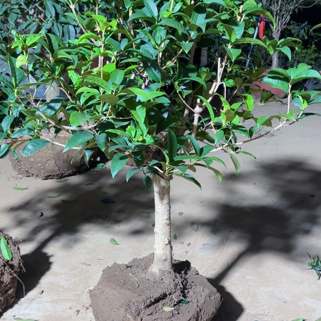 受***狼无花朵桂花。四季桂系列