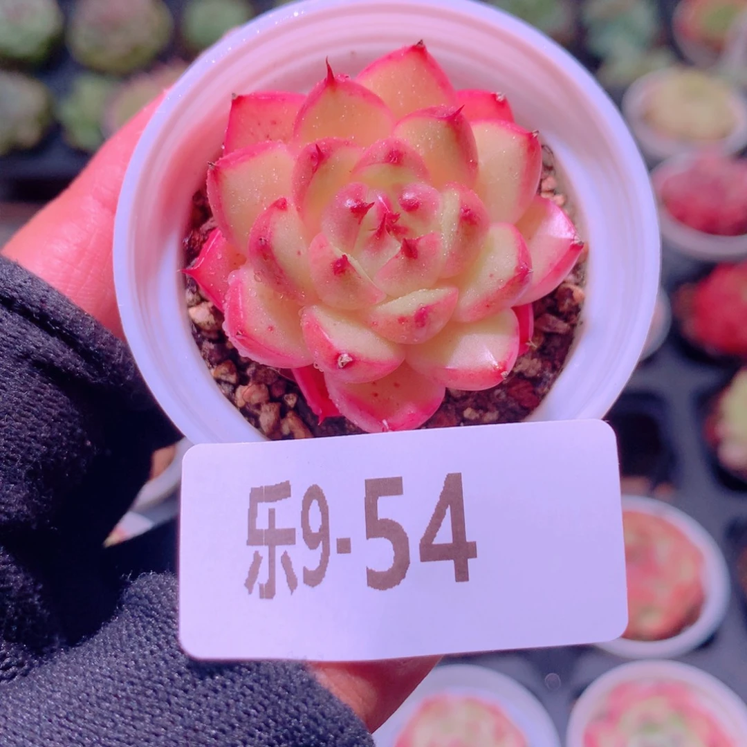 乐然9-54 海王单头