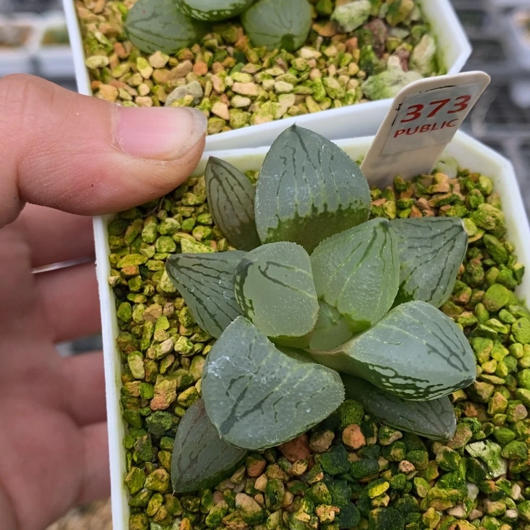 373号虞美人多肉植物