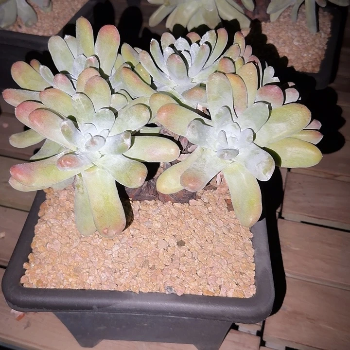 无***了拇指仙女杯多肉植物