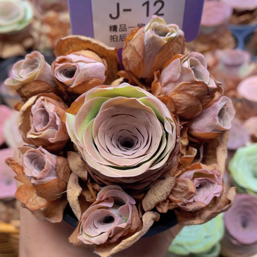 李***果山地玫瑰J12断枝不包损不售后