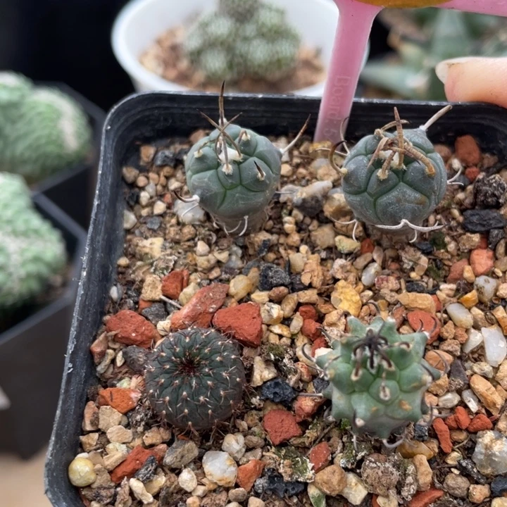 实生仙人球一盒3059