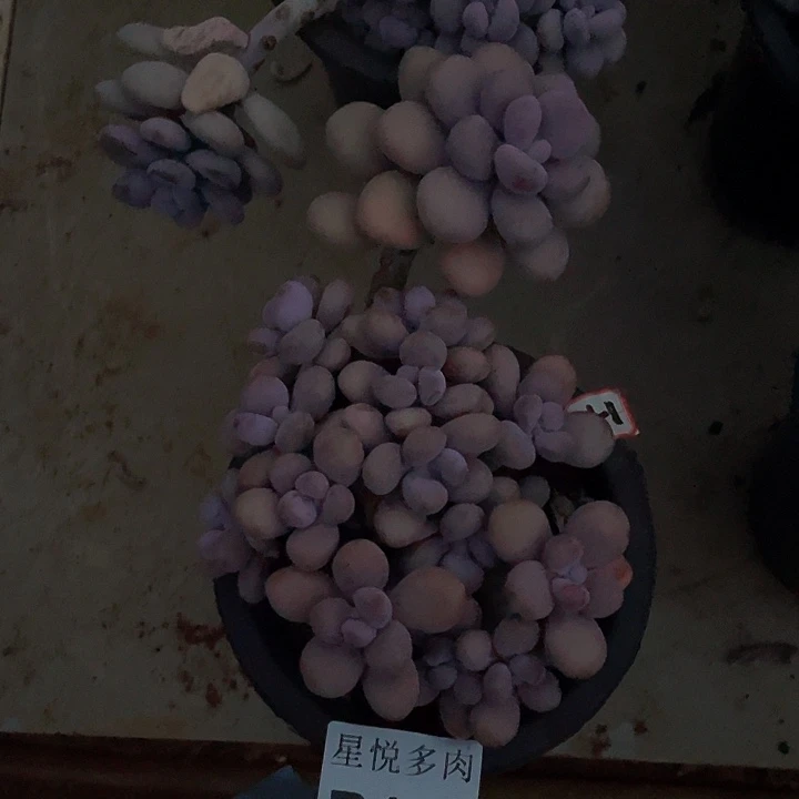 秋***琳星悦多肉     B432