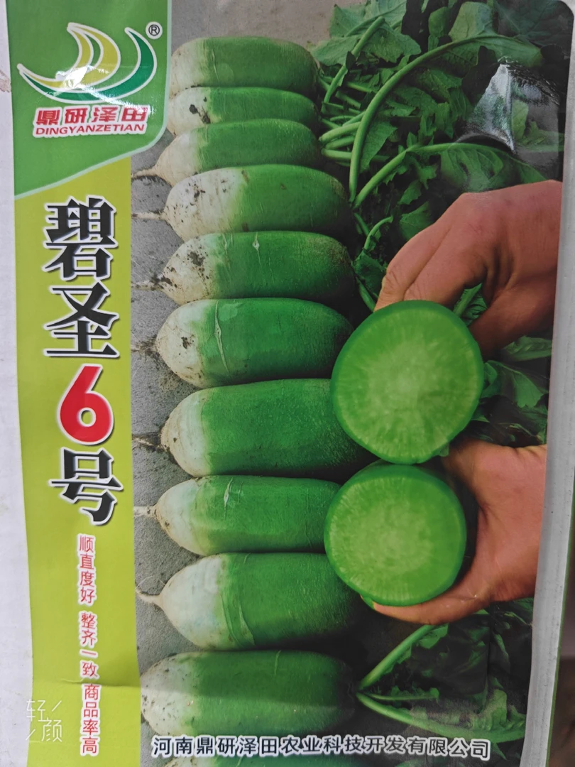 碧圣6号杂交青萝卜，春秋均可种植，整齐度好，收尾好，条型直。