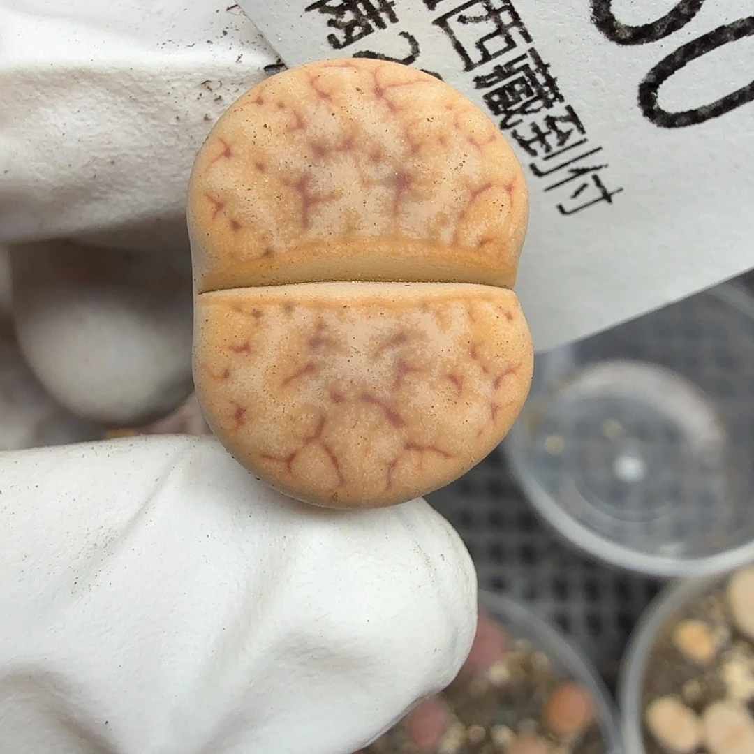 哈哈笑不出话就来160