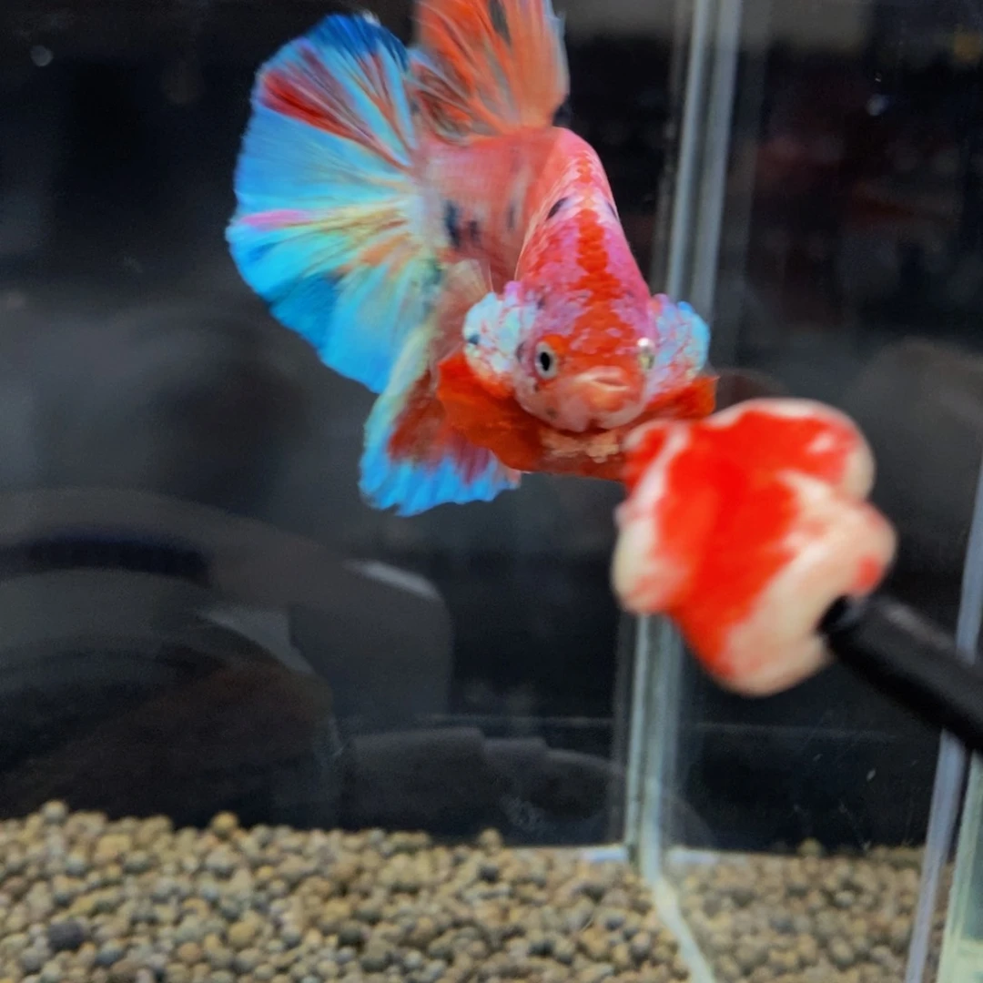 斗鱼2 93巨斗巨斗
