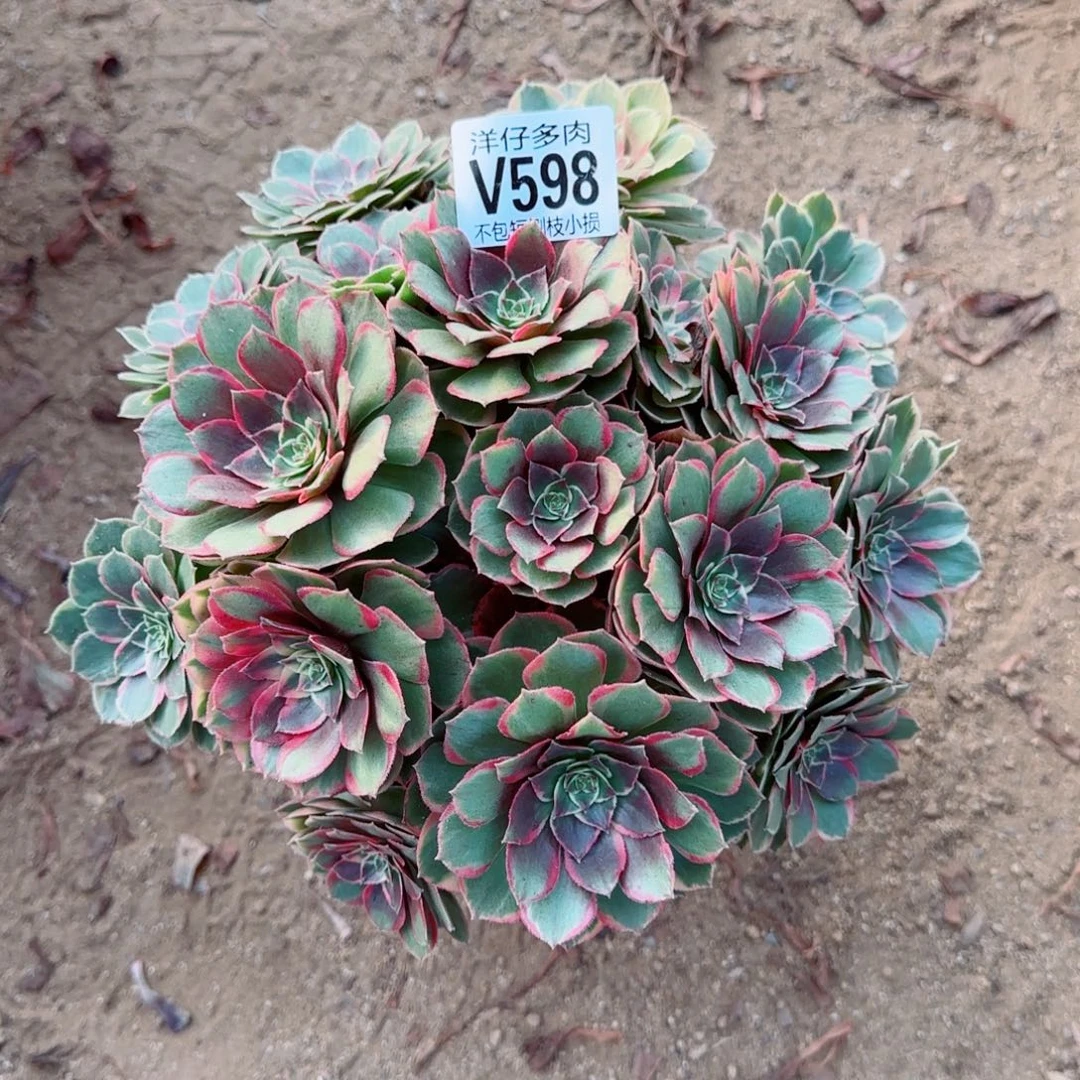 粉花妖发师598冠幅23