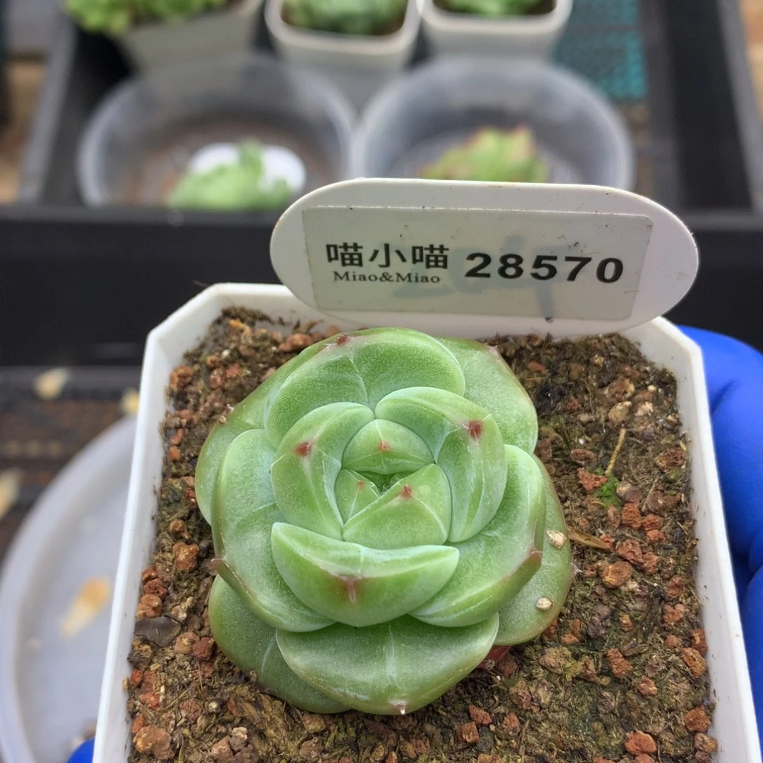 多肉植物杂交珍妮