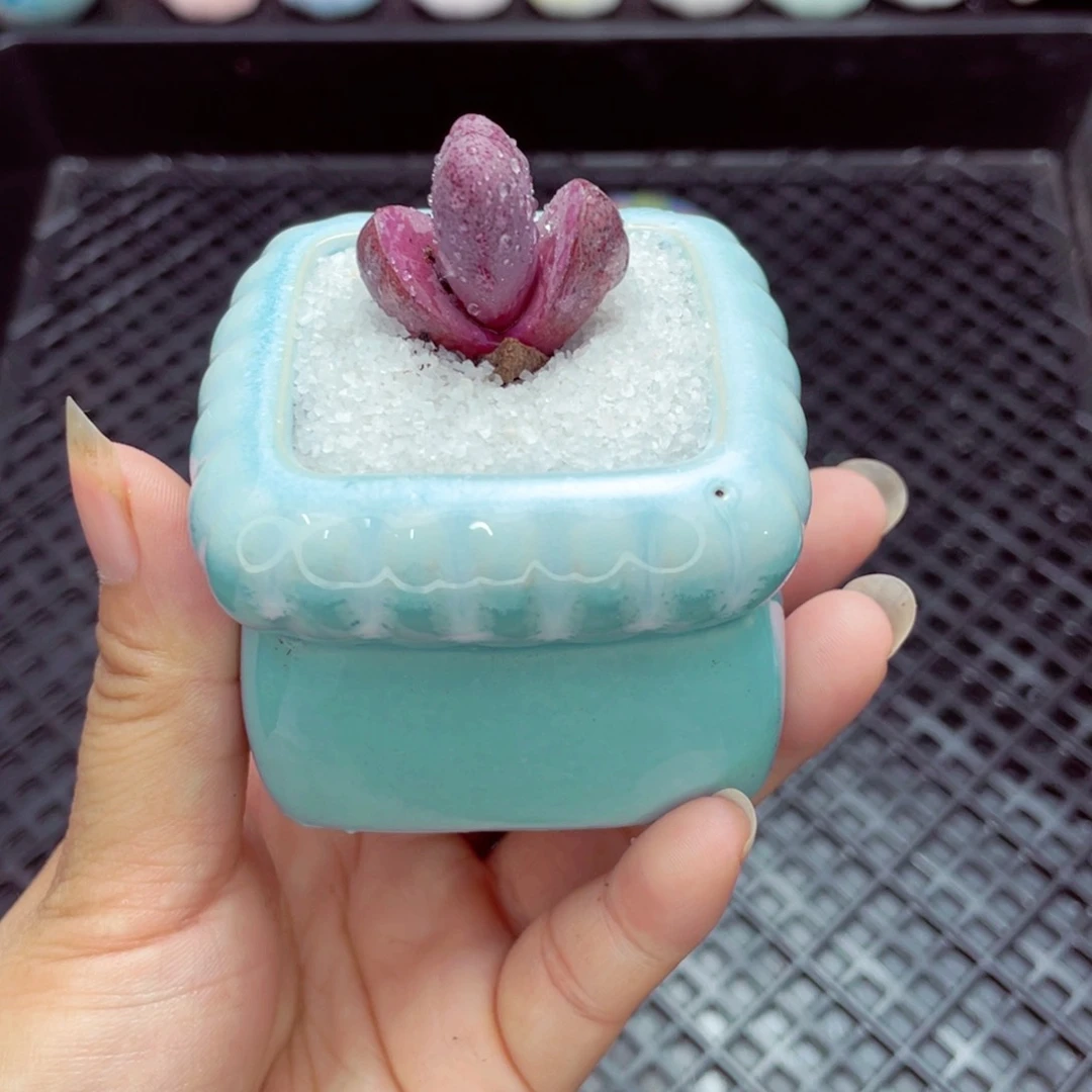 w1322盆微瑕 带盆土发货一物一拍