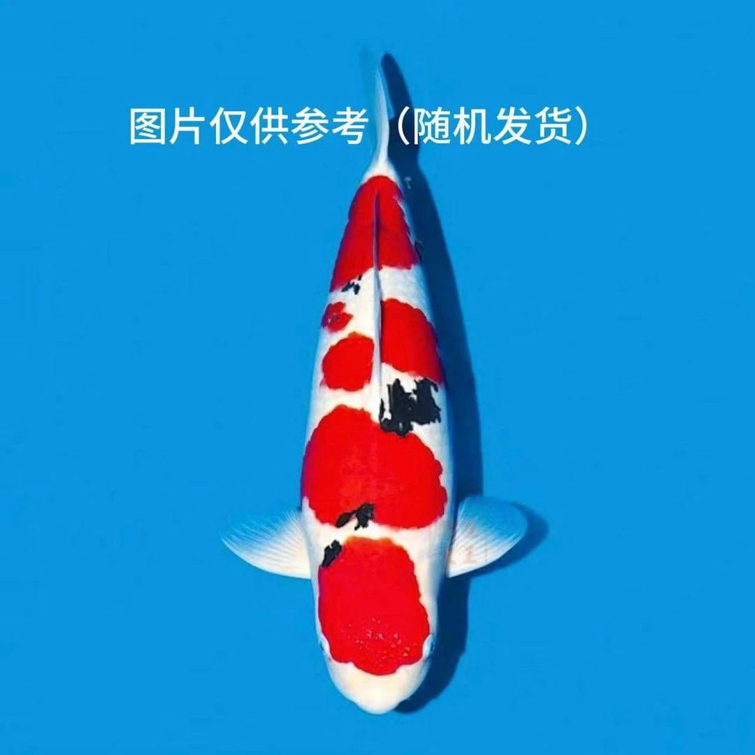 【锦鼎渔业】精品进口自家产锦鲤一尾