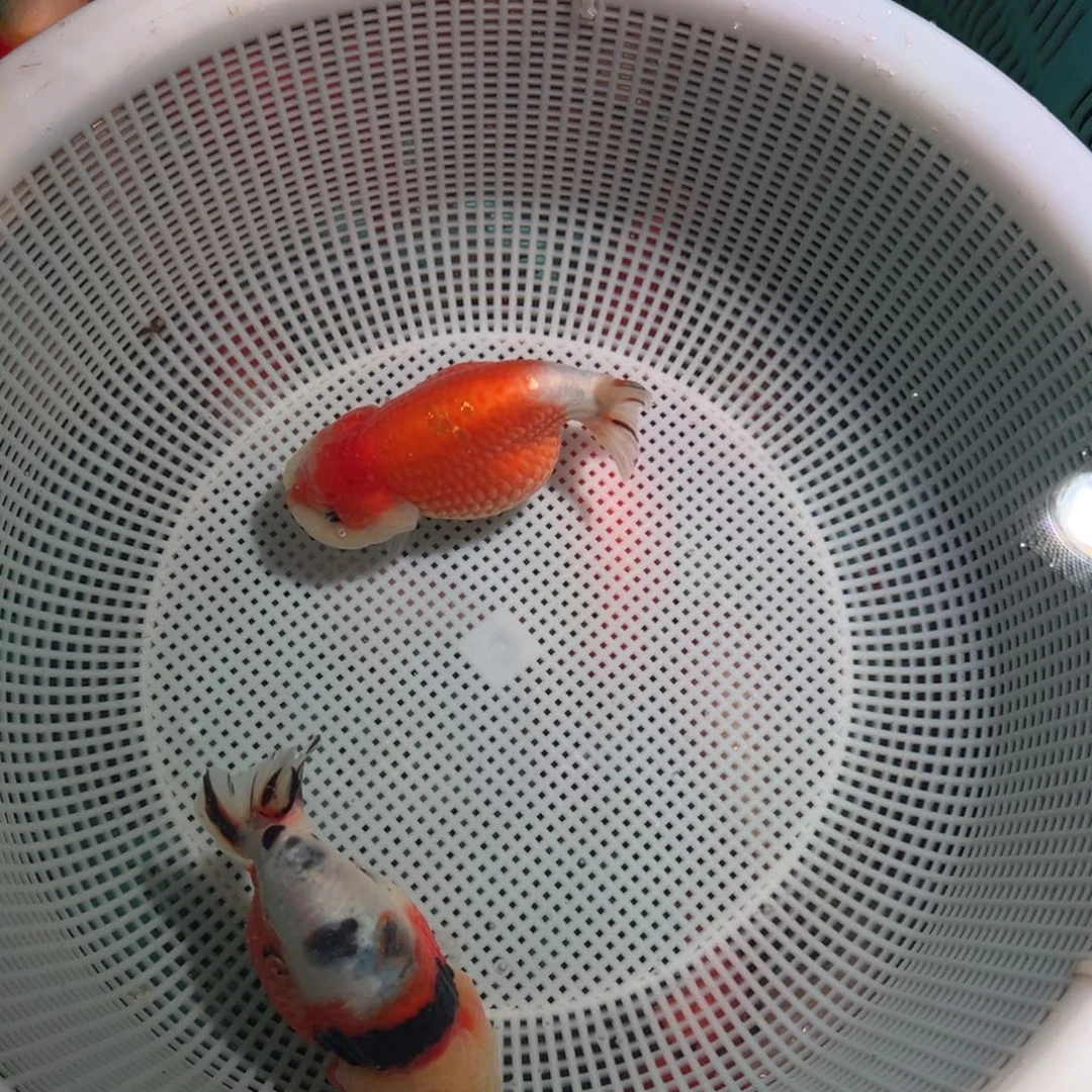 江***海海水鱼潘氏金鱼兰寿金鱼
