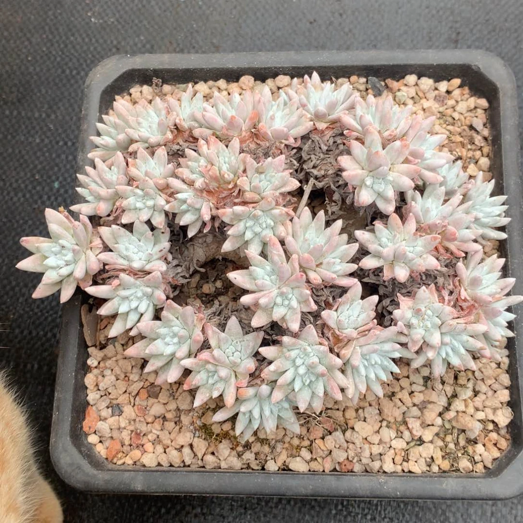 全部花朵格诺玛，仙女杯多肉