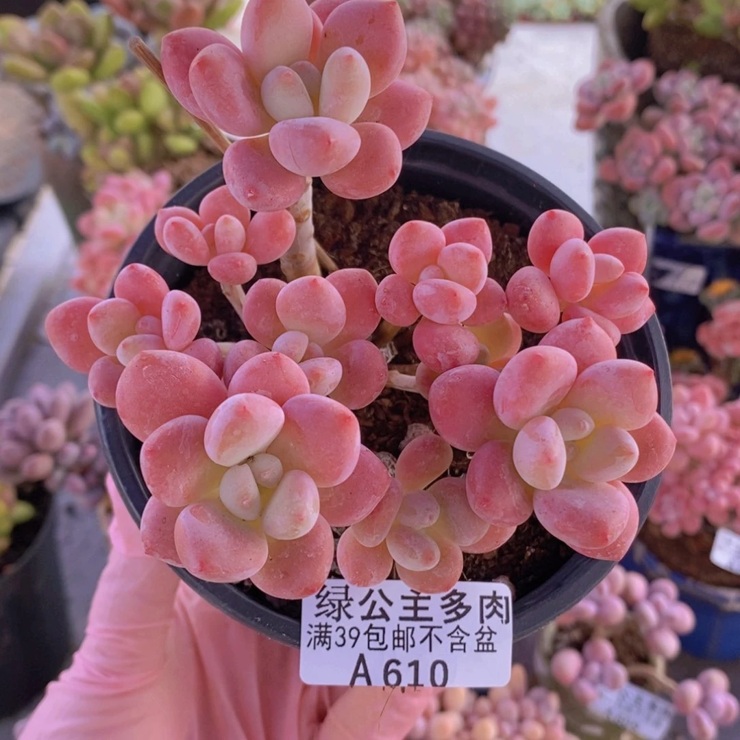 樱花洛神10cm610多肉植物