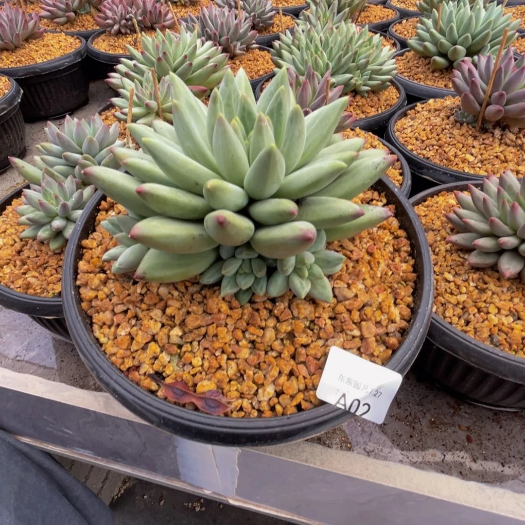 a2绿体鱼呀呀呀呀呀