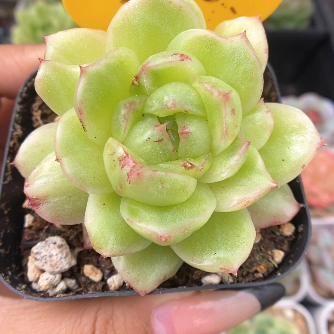 麦秆石化可拍580号