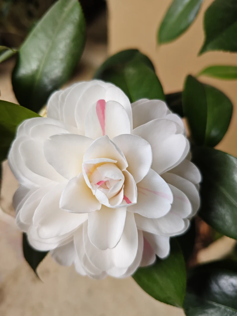 品中茶花一物一拍补差价