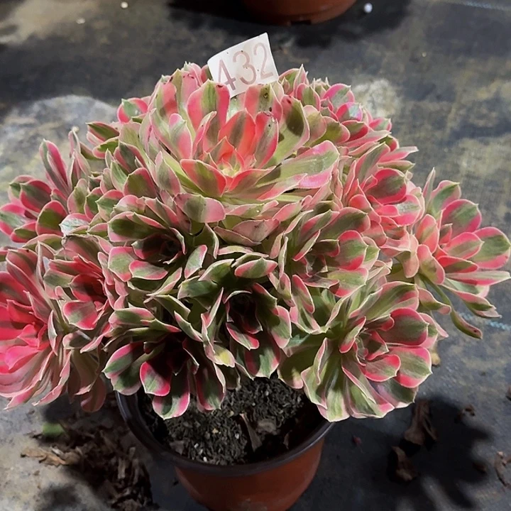 000000000000432女郎