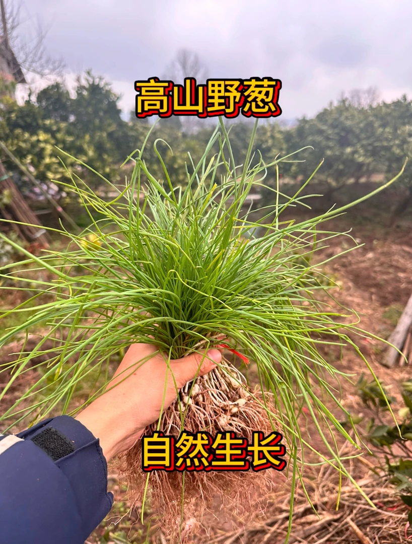 【农村洋溢精选】小野葱 湖南麻阳含硒地区世界长寿之乡